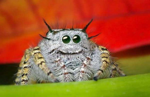 cute-animals-spiders-2.jpg
