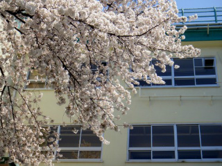 学校　桜