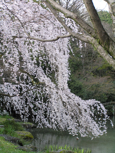 京都御苑桜1