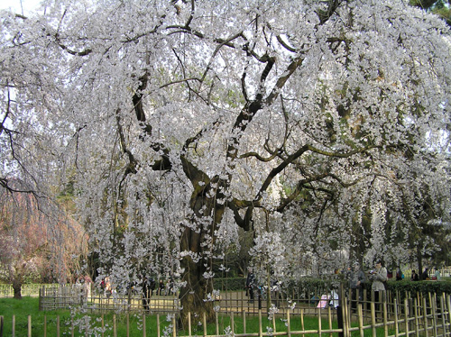 京都御苑桜3