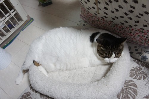 白い床の上に置いた白いベッドに白っぽい猫・・・