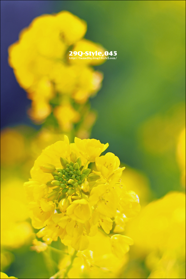 吾妻山公園：菜の花