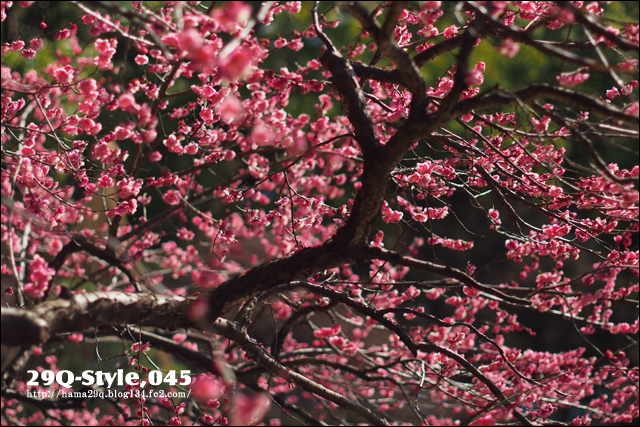 横浜公園：梅の花