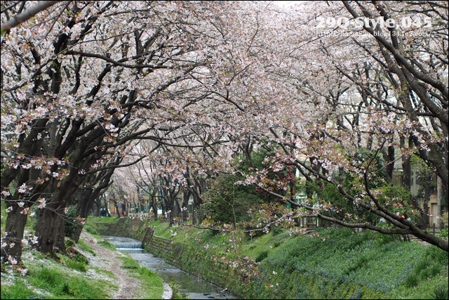 引地川：春桜