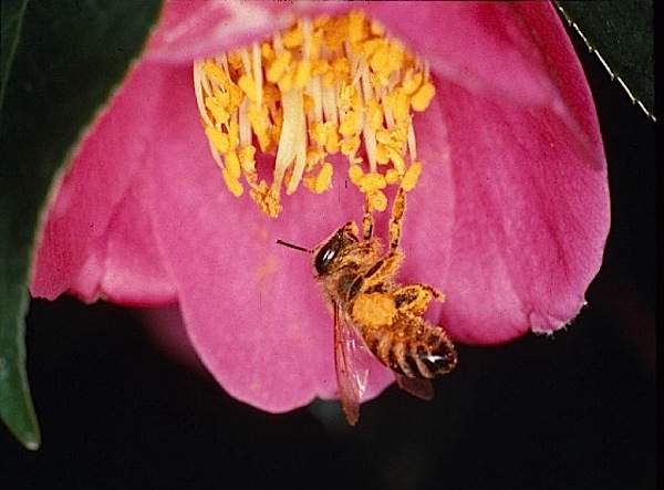 椿とミツバチ