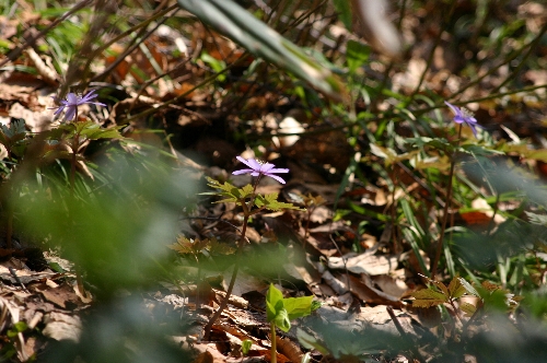 3-1紫色の菊咲一華