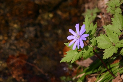 3-3紫色の菊咲一華