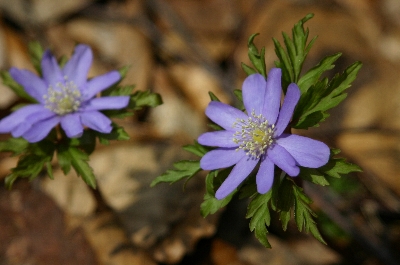3-5紫色の菊咲一華