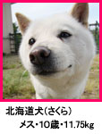 北海道犬・さくら