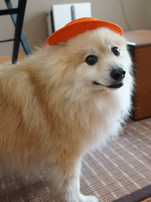 オレンジの帽子似合ってる？