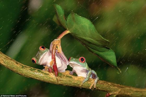 傘をさすカエルの写真 イギリスのネイチャー写真大会の写真がおもしろい Jungle