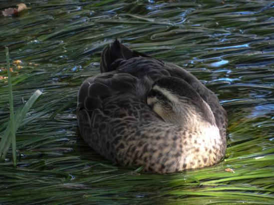 眠る鴨