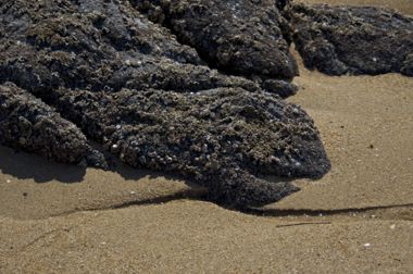 岩のウミガメ