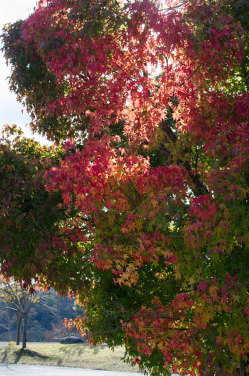 草野心平記念文学館の駐車場の紅葉の木漏れ日