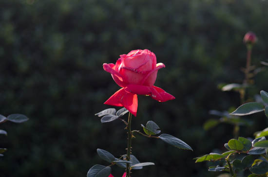 中古のMF単焦点135mmで初めて撮った薔薇