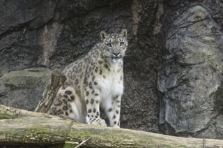 雪豹(Snow Leopard)
