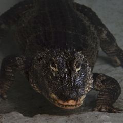 ワニの凝視