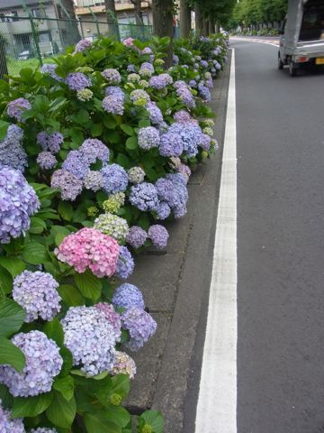 遠藤の応援の様な紫陽花