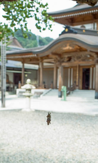 岡山県の誕生寺の境内で見た蓑虫