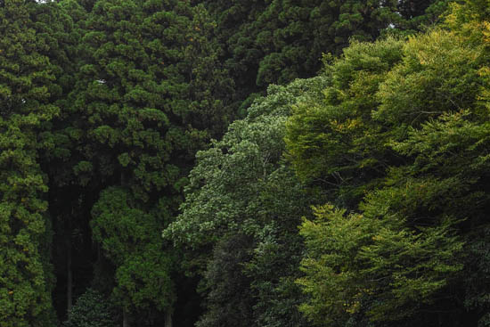 天岩戸神社の東本宮へ続く森