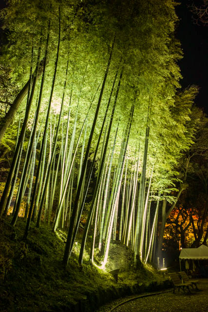 bamboo in the night