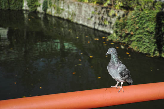 三嶋大社の池の鳩