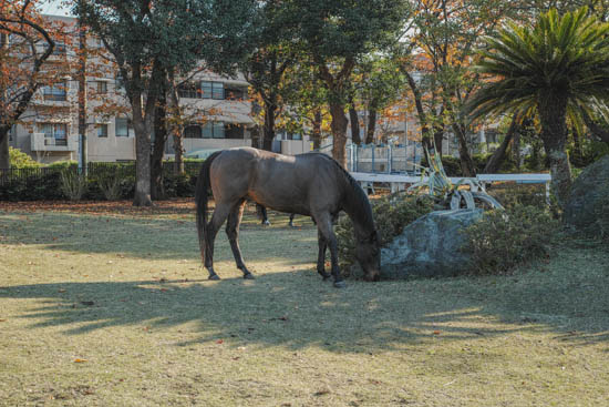 根岸森林公園に居た馬