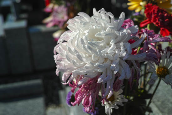 白い仏花