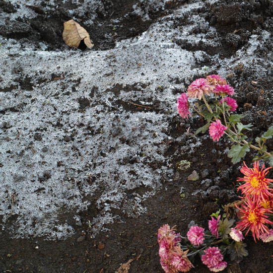 霜と寒そうな花