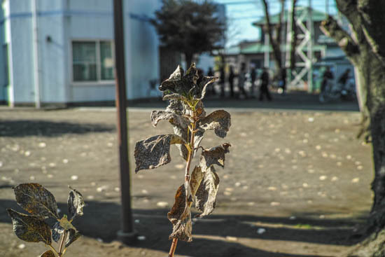 いらっしゃ〜いと、枯れた紫陽花の葉っぱが出迎える投票所