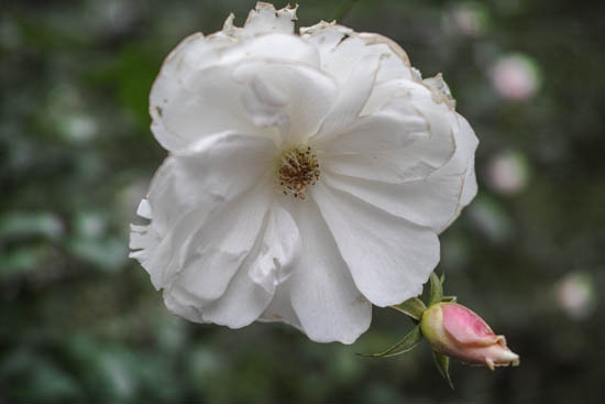 花のパラボラantenna（爆）