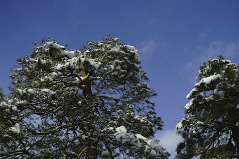 雪を戴いた松が青空に映える
