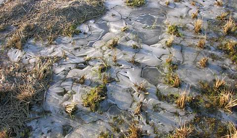 田の低い所の水溜まりには綺麗なモザイク状の氷が出来ました