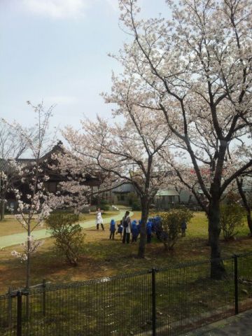 満開の桜の下、のどかな風景