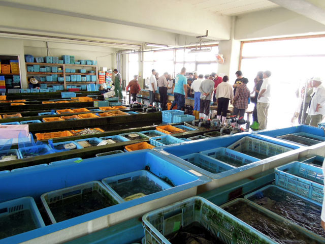 鷲津漁港　浜名湖の魚は美味いんです。