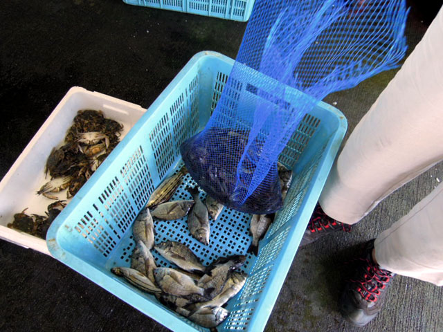 鷲津漁港　浜名湖の魚は美味いんです。