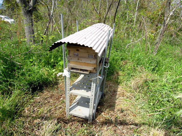 ニホンミツバチの巣箱