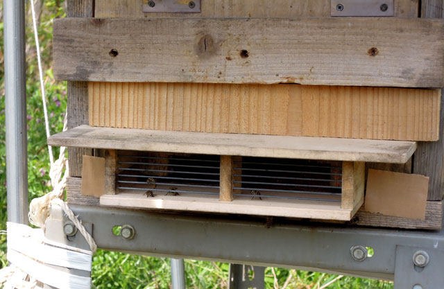 ニホンミツバチの巣箱