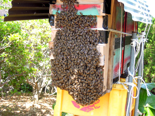 ニホンミツバチの分蜂（ぶんぽう）