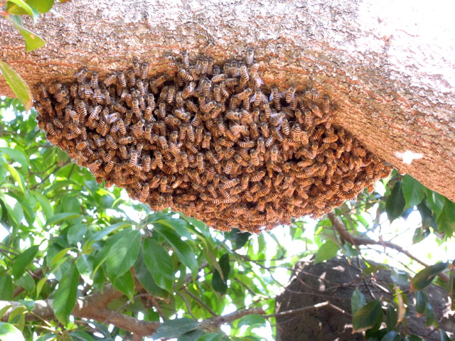 ニホンミツバチの分蜂（ぶんぽう）