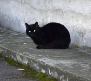http://blog-imgs-51.fc2.com/k/o/s/kosstyle/black_cat.jpg