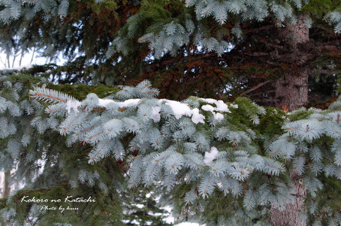 雪を被った松の木