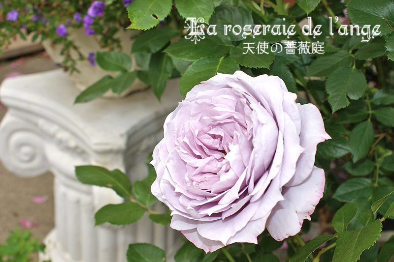 ノヴァーリス La Roseraie De L Ange 天使の薔薇庭