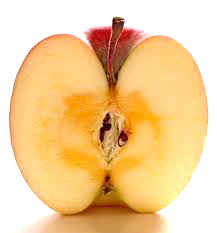 リンゴ断面図