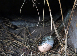 卵飲むヘビ