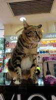 花園街のアウトレット化粧品店「天使」の猫
