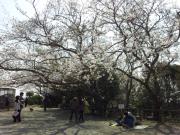 披露山公園の桜