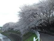 藤沢大和自転車道の一番の桜
