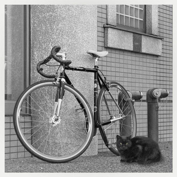 黒猫とロードバイク