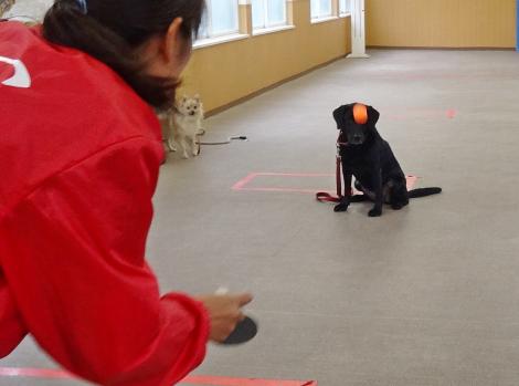 犬の学校